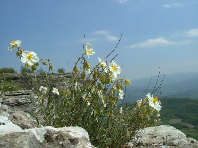 Helianthemum apenninum / Eliantemo degli Appennini